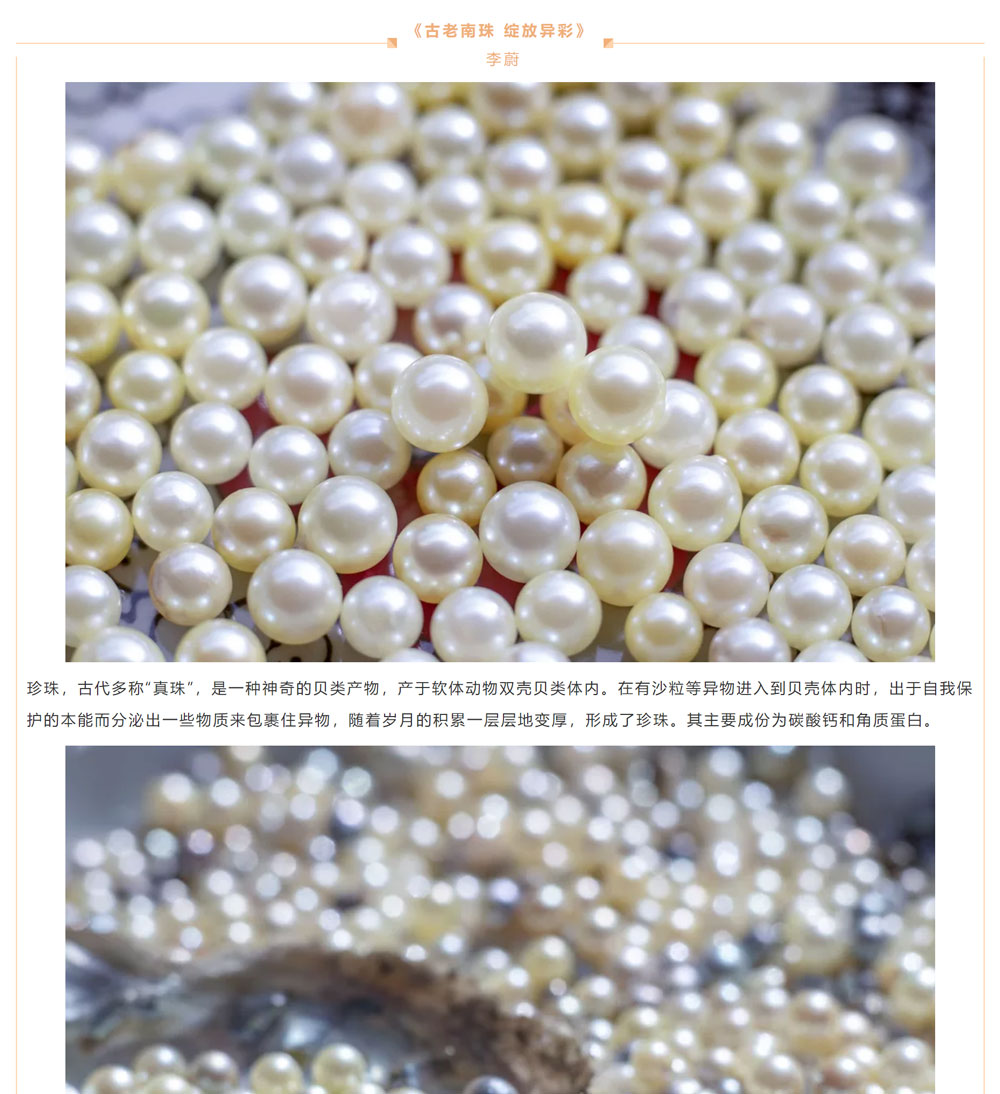 古老南珠，綻放異彩